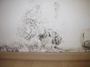 mold remediation services in The Colony
